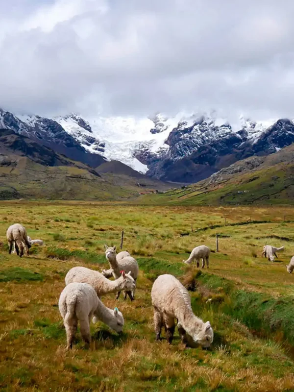 Ausangate Trek