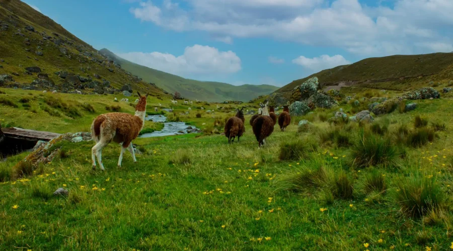 lares-trek-4 Lares Trek